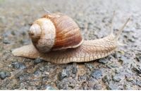 Schnecke ganz klein