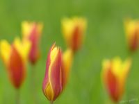 Tulpen 3